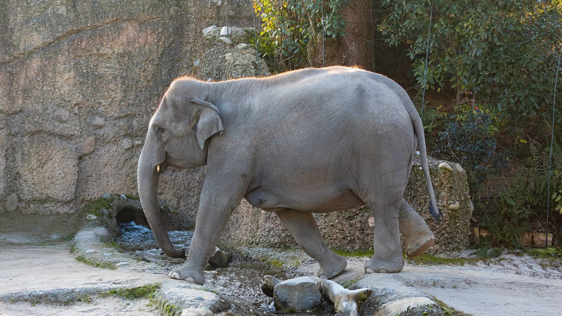 Die Elefantenkuh Farha im Zoo Zürich.