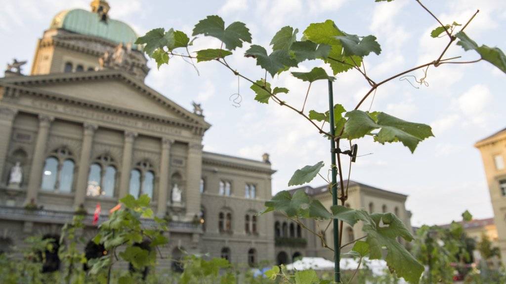 Ein temporärer Rebberg mitten in Bern: 400 Chasselas-Rebenpflanzen auf dem Bundesplatz.