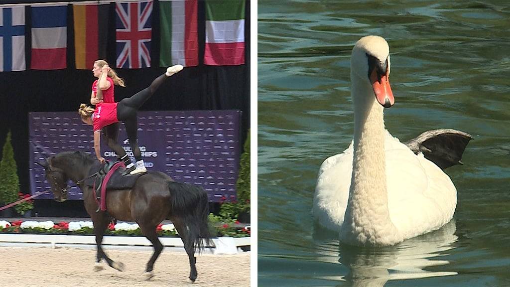 Akrobatik auf dem Pferd / Treue in der Vogelwelt