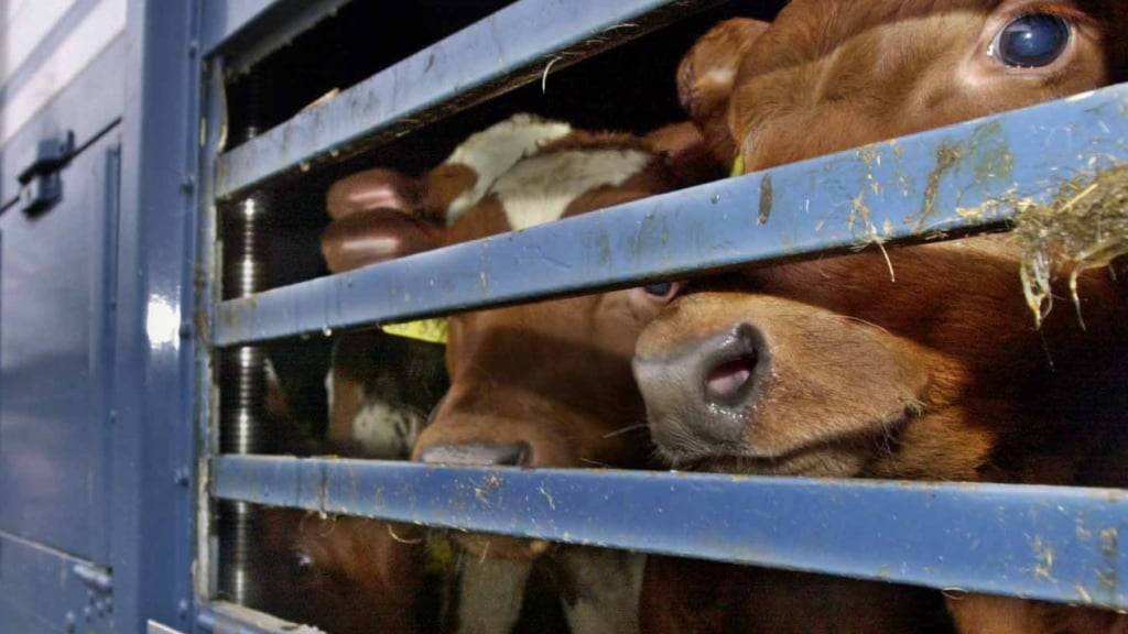 Damit Tiere im Sommer nicht unter der Hitze leiden, sollen sie künftig in der Schweiz generell auch in der Nacht transportiert werden können. (Archivbild)