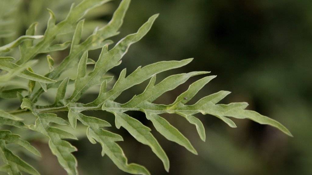 Wissenschaftler können im Tessin weiter an der Bekämpfung der Ambrosia-Pflanze forschen. Das Bundesverwaltungsgericht wies eine Beschwerde des Kantons ab.