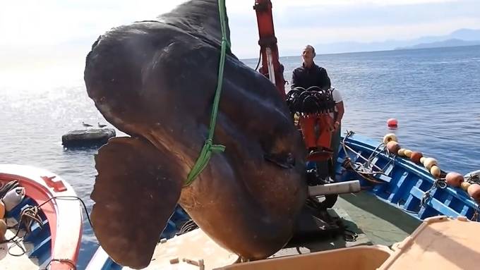 Fischer fangen riesigen Mondfisch im Mittelmeer