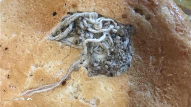 Ekel-Burger(-King): So gross ist der Imageschaden