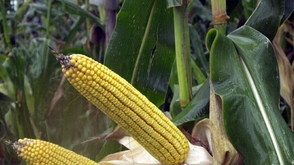 Ein vom Schädling betroffenes Maisfeld im Tessin. (Archivbild)