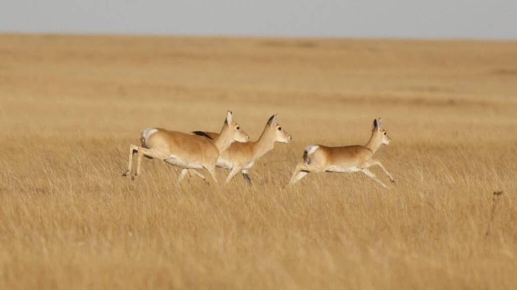 Um den halben Erdball: Gazelle läuft 18'000 Kilometer in 5 Jahren