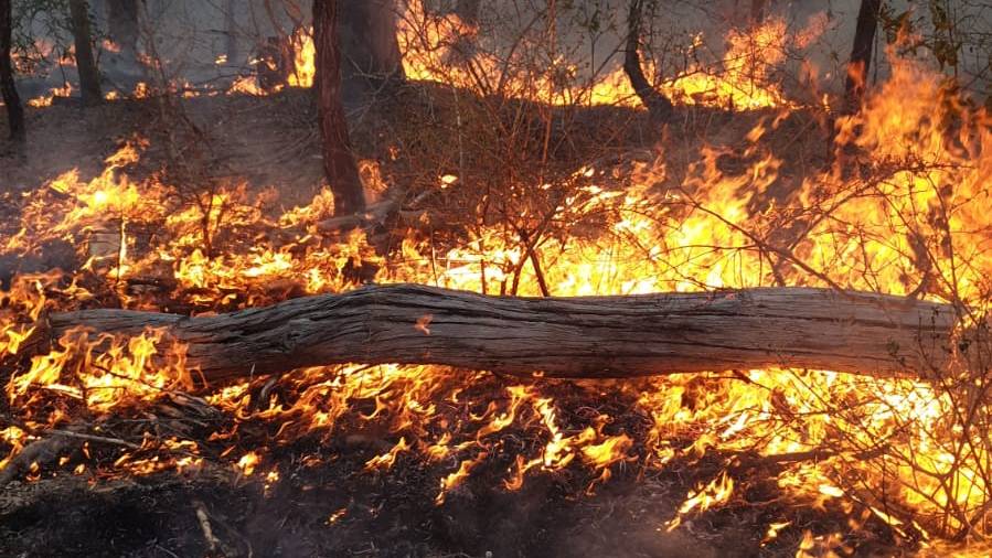 Aargauer in Australien Buschbrände