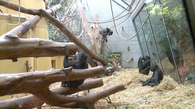 Älteste Gorilla-Dame des Zoo Zürich ist tot