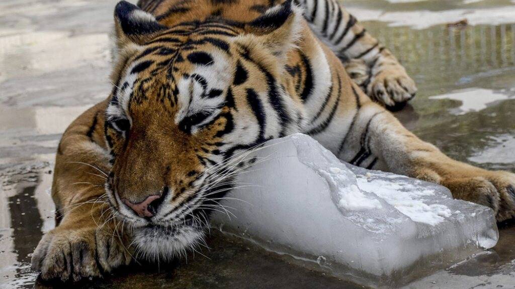 Auch Tiere leiden unter extremer Hitze. In diesem pakistanischen Zoo hilft man dem Tiger mit Eis. In freier Wildbahn haben einige Tiere kuriose Tricks, um sich abzukühlen.