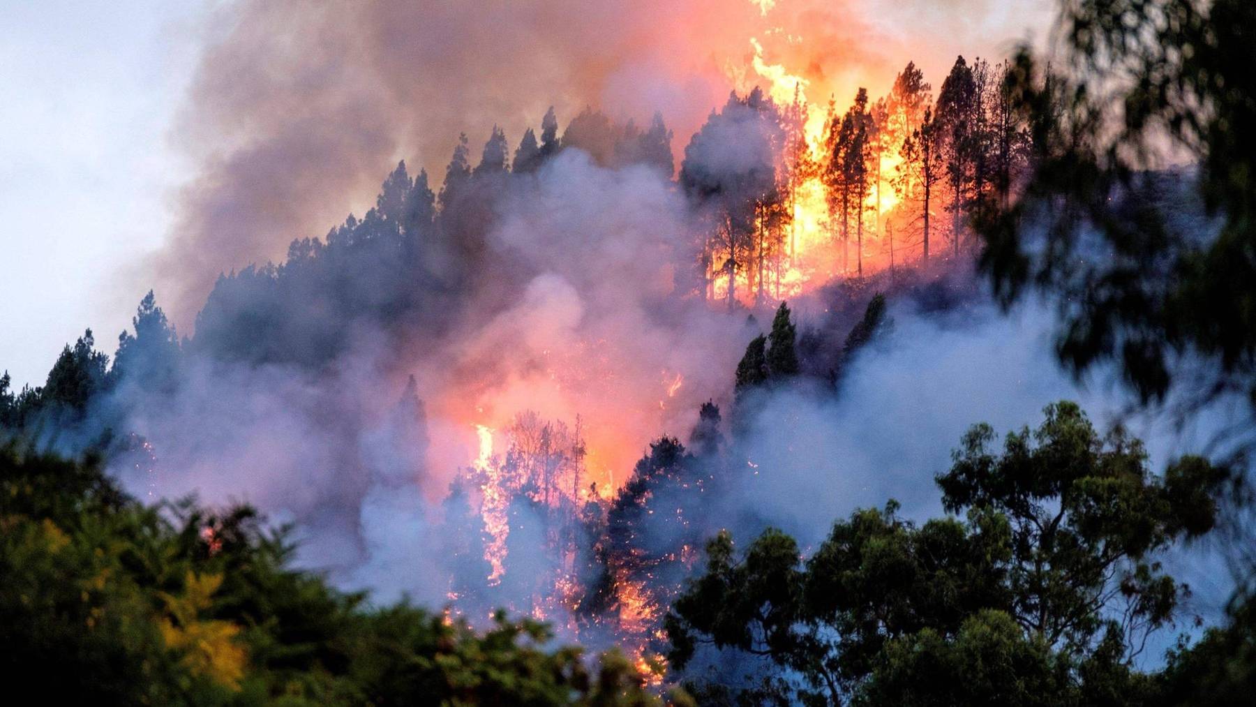 Schwere Waldbrände auf Gran Canaria