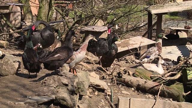 Vogelpark vor dem Aus