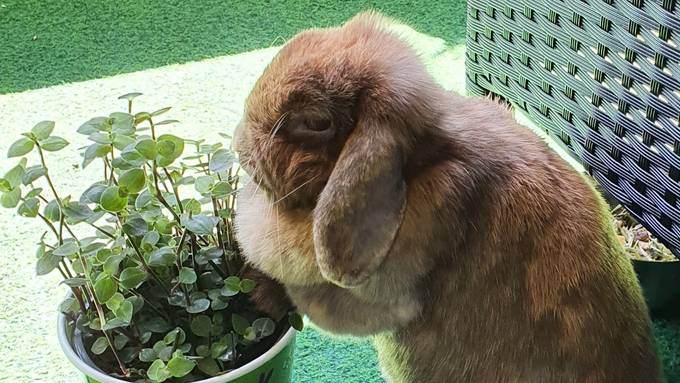 Daisy Isenschmid mit Ronja