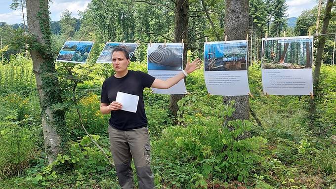 225 Hektaren geschädigte Waldflächen im Aargau wieder aufgeforstet