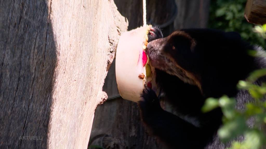 Hitzewelle: Zootiere erhalten Glace