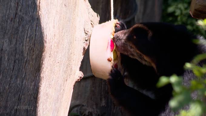 Hitzewelle: Zootiere erhalten Glace