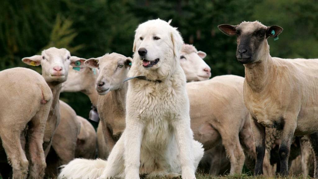 Ein Herdenschutzhund bewacht eine Schafherde vor Wölfen. Verstärkter Herdenschutz hat zu einem massiven Rückgang von Wolfsrissen auf Glarner Alpen beigetragen. (Archivbild)