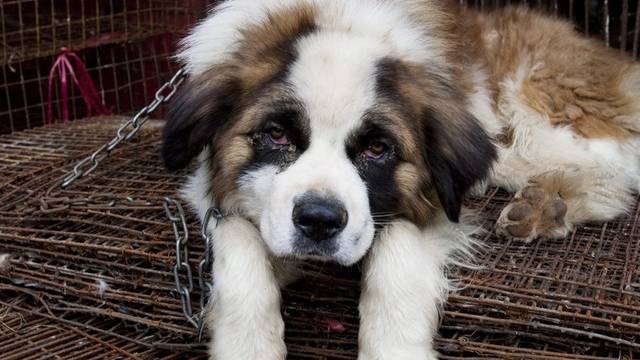 Chinesische Tierschützer retten hunderte Hunde vor dem Kochtopf