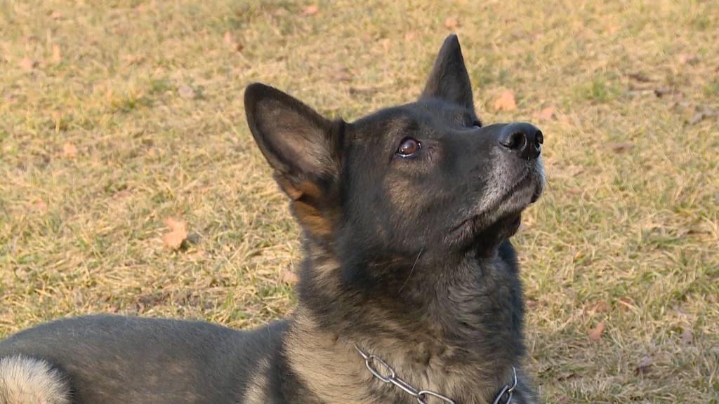 Tödliche Hundeattacke in Freiburg bleibt rätselhaft