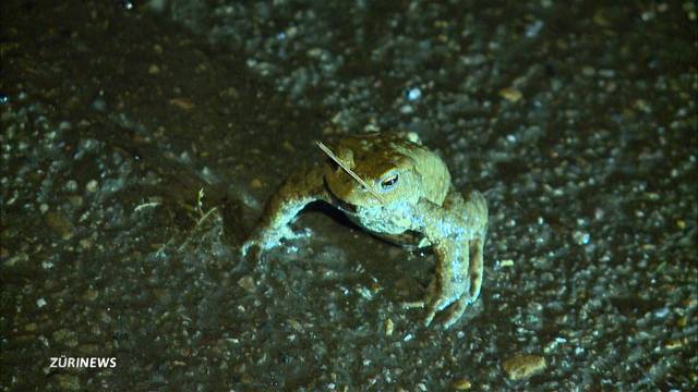 Froschwanderung: Eigentalstrasse für Autofahrer gesperrt