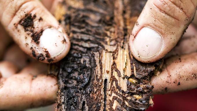 Borkenkäferzahl explodiert