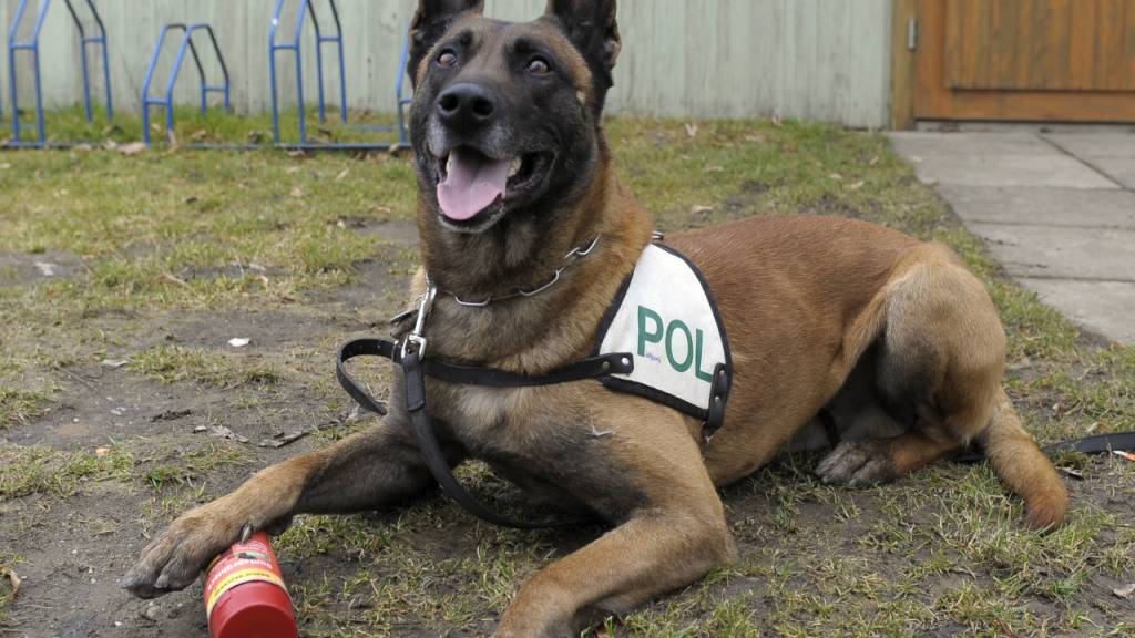 Hunde der deutschen Bundeswehr werden darauf trainiert, Personen zu entdecken, die sich mit dem Coronavirus angesteckt haben. (Archivbild).