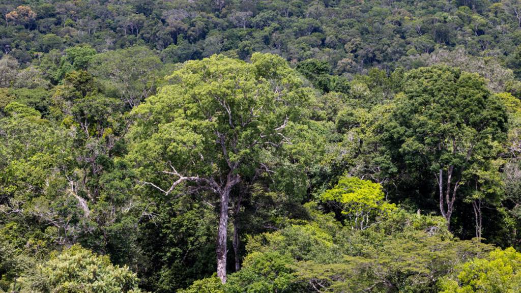 ARCHIV - Ein Baum steht im Regenwald und ist vom Turm des Amazon Tall Tower Observatory (ATTO) zu sehen. Foto: Jens Büttner/dpa