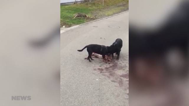 Eine Gruppe von Hunden reisst Reh