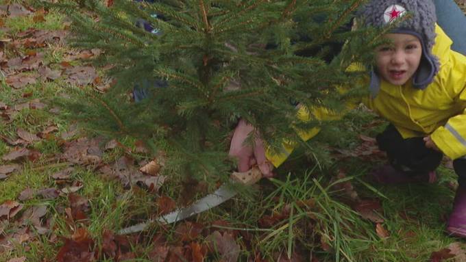 In Murzelen kannst du deinen Weihnachtsbaum selbst fällen