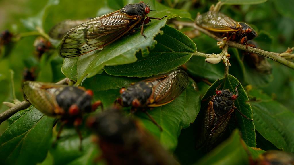 ARCHIV - Ausgewachsene Zikaden sitzen auf einer Pflanze. Foto: Carolyn Kaster/AP/dpa