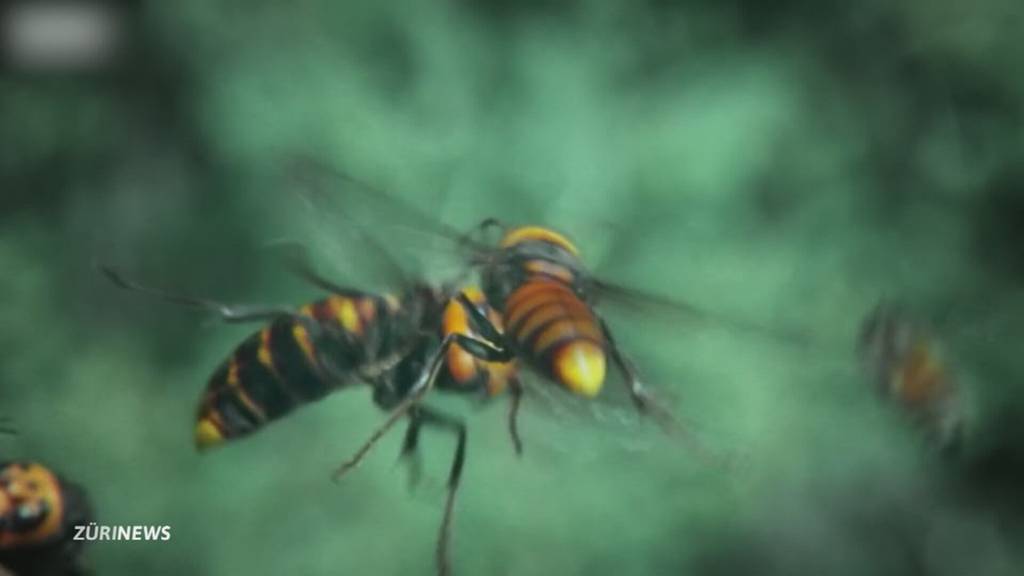 Killer-Hornisse: Bund will Biozid-Einsatz auch im Wald