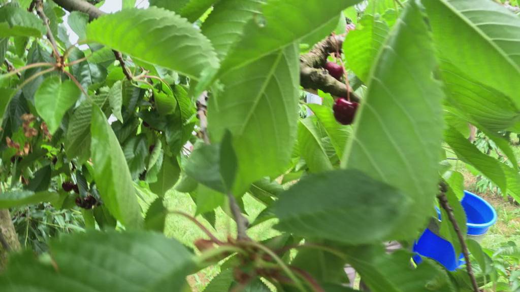 Ernte beginnt zwei Wochen früher als sonst