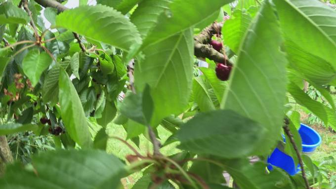 Ernte beginnt zwei Wochen früher als sonst