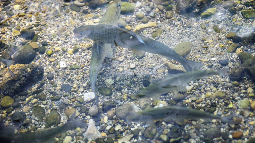 Fische wie die Äsche sind auf kühle Wassertemperaturen angewiesen. (Archivbild)