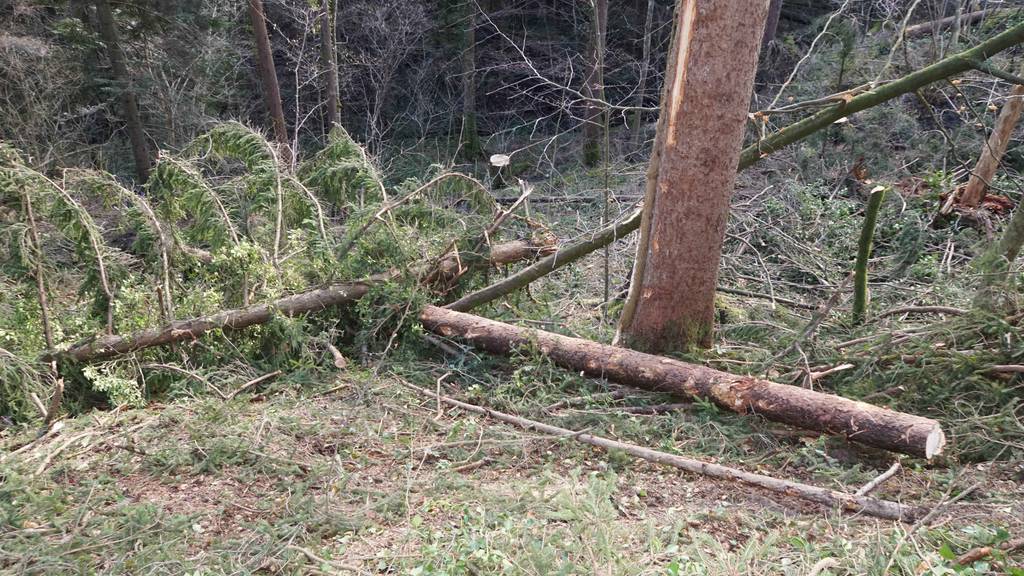 Unterarm abgetrennt: 39-Jähriger bei Forstarbeiten schwer verletzt