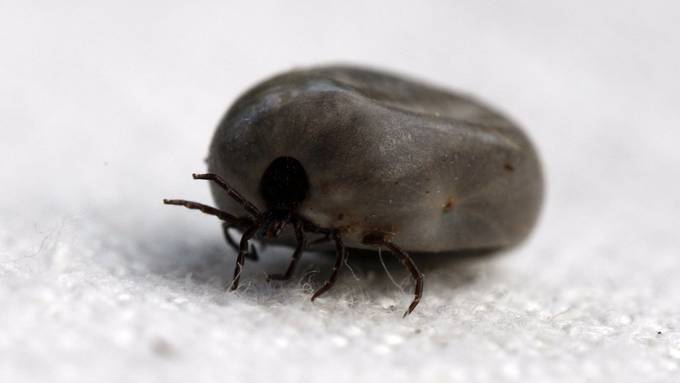 Holzbock-Erbgut gibt Hinweise auf Bekämpfung der Borreliose