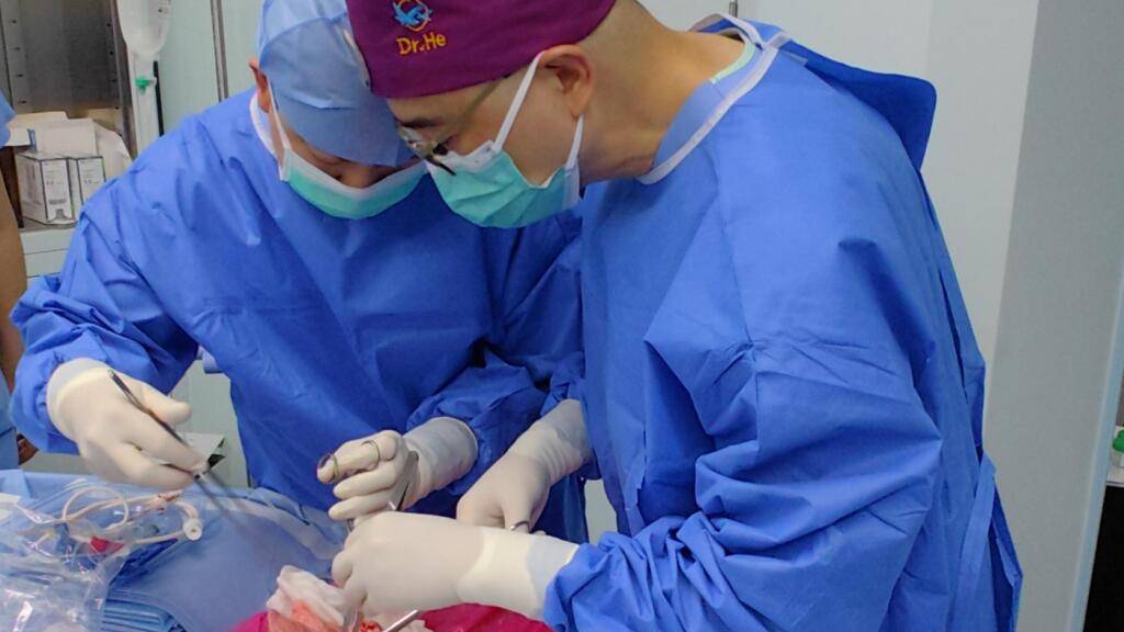 Das chinesische Forschungsteam reinigt den Luftkanal der Schweinelunge, bevor sie sie einem Menschen transplantieren.