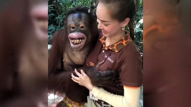 Orang-Utan begrapscht seine Tierpflegerin