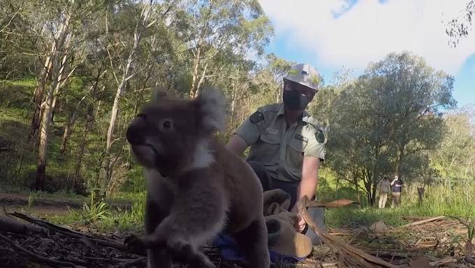 Gerettete Koalas werden nach Buschbränden wieder ausgewildert