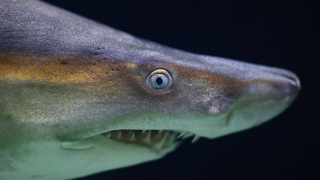 Haie besitzen laut einer Studie nur ein schwaches Sehvermögen. (Archivbild)