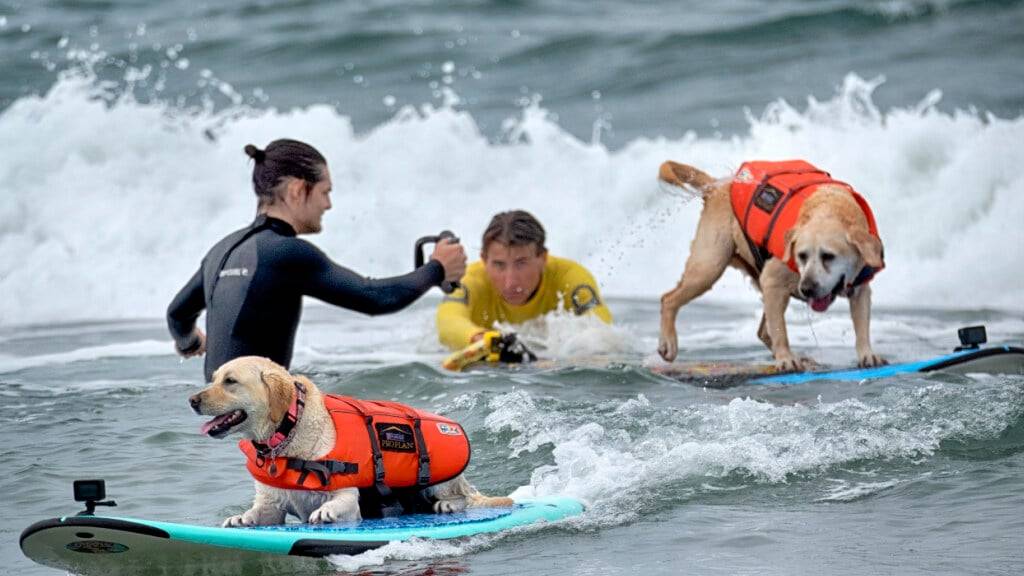 dpatopbilder - Labrador Rosie startet vor Labrador Charlie bei der «Incredible Dog Challenge» in Huntington Beach. Foto: Richard Vogel/AP/dpa