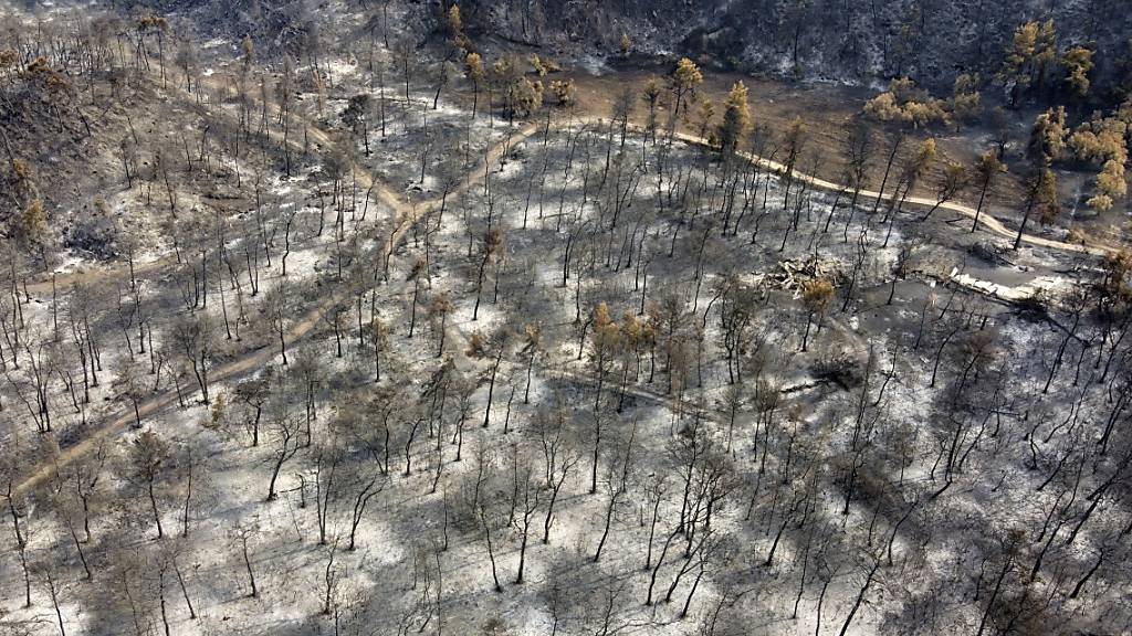 Luftaufnahme eines niedergebrannten Waldes im Dorf Agia Anna auf der Insel Euböa. In Griechenland hat sich die Lage bei den Großbränden wegen nächtlicher Regenfälle leicht entspannt.