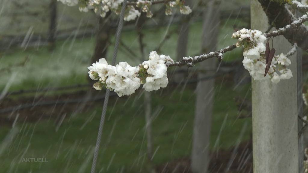 Kälteeinbruch: Wie sich Aargauer Obstbauern auf den Schnee vorbereiten
