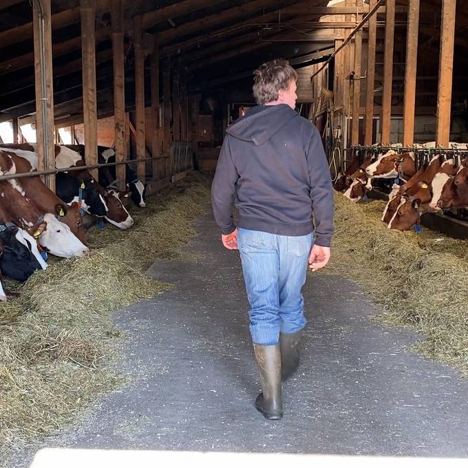 Vom Stäbchen statt vom Stier: Wie Bauern ihre Kühe auswählen