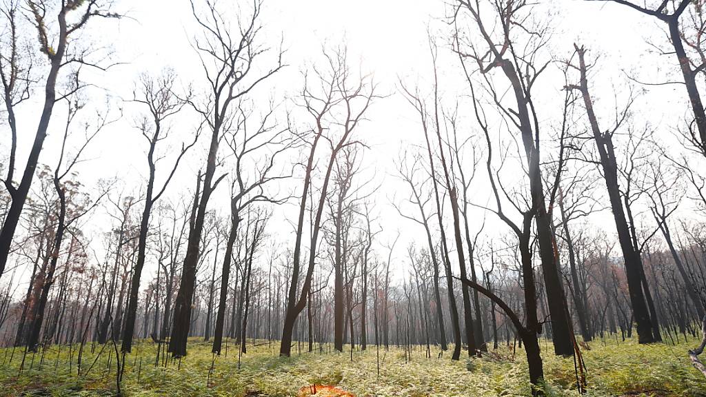 Die Buschfeuer in Australien haben nach Angaben der Regierung riesige Mengen an CO2 freigesetzt, mehr als der übliche Treibhausgas-Ausstoss in einem Jahr. (Archivbild)