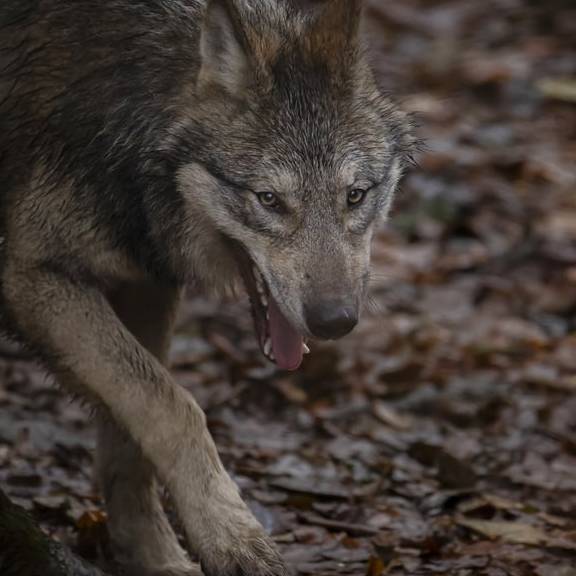 Schon 17 Wölfe in Graubünden erlegt