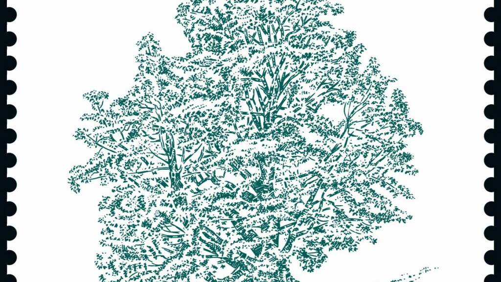 Uralte Bäume auf einer Briefmarkenserie: Dieser Bergahorn am Stanserhorn hat einen fast zehn Meter dicken Stamm.