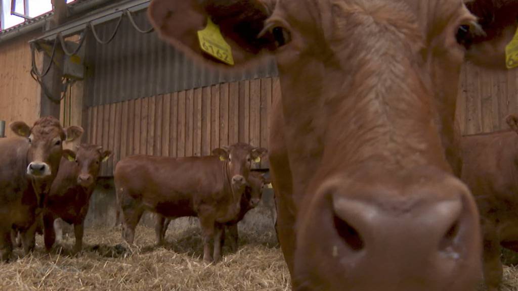 Tierische Ausreisser: In Grenchen macht eine Herde Rinder die Strassen unsicher