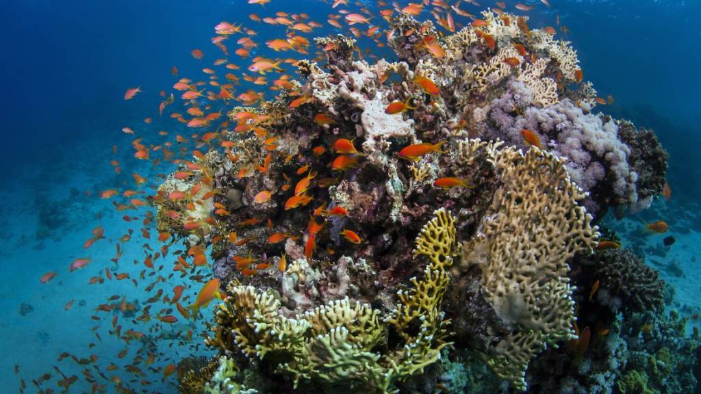 Great Barrier Reef vorerst nicht als «bedrohtes» Welterbe eingestuft