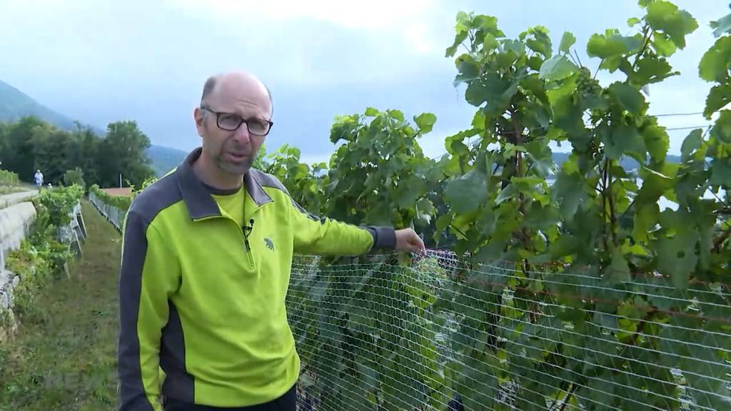 Vor der Weinlese diesen Herbst: Rebnetze können zur Gefahr für Tiere werden