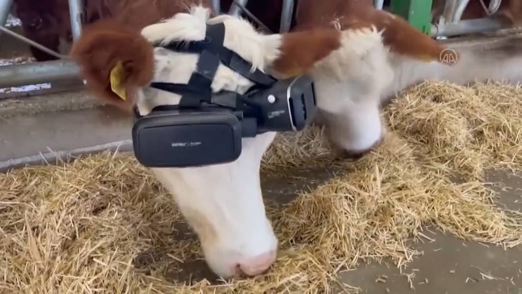 Türkischer Bauer gaukelt Kühen mit VR-Brillen grüne Wiesen vor