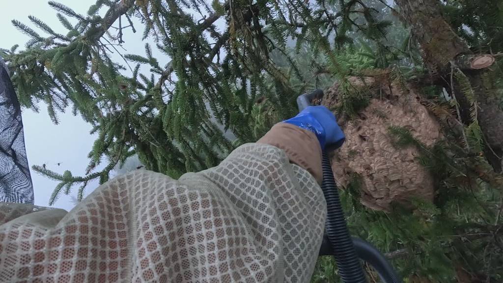 Schädlingsbekämpfer rotten in Hitzkirch Asiatische Hornissen aus